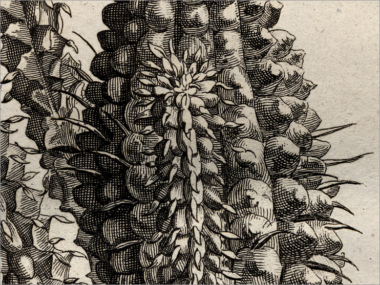 particolare della Fig. 9